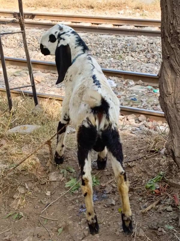 Bakra for sale 3