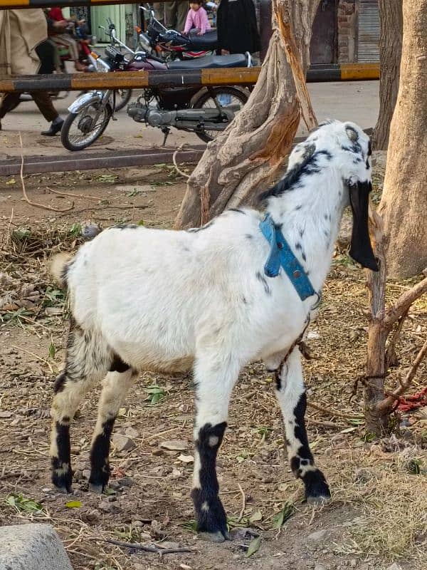 Bakra for sale 4