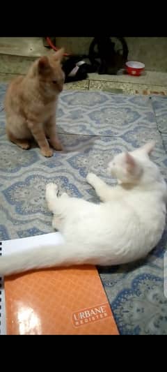 "Adorable Cat Pair for Sale - 6 Months Old"