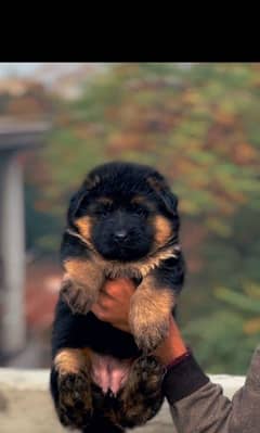 Top quality Pedigree German Shepherd puppy available for sale