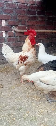 HEN setup for sale