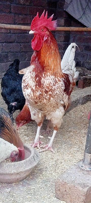 HEN setup for sale 1