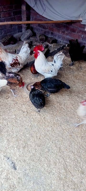 HEN setup for sale 2