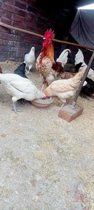 HEN setup for sale 3