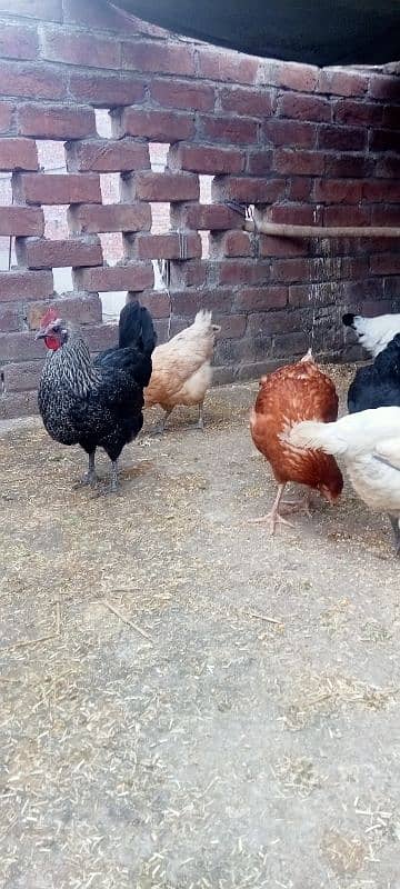 HEN setup for sale 4