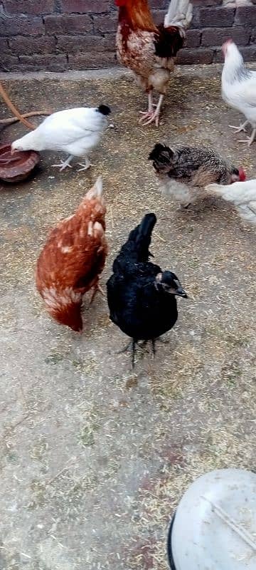 HEN setup for sale 5