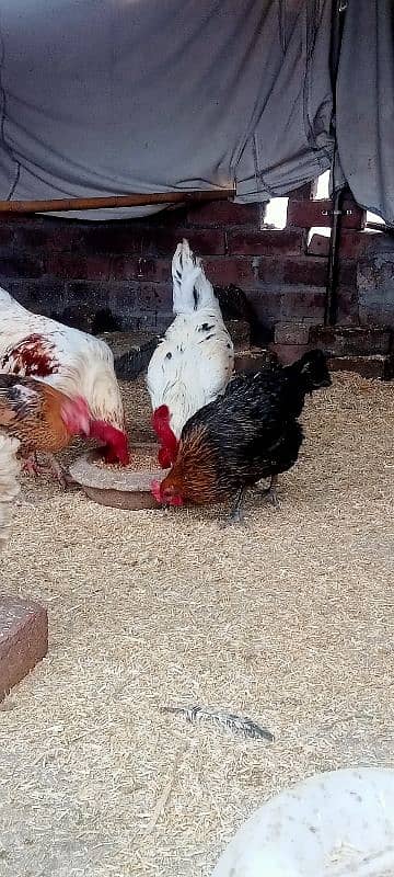 HEN setup for sale 7