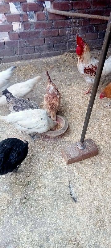 HEN setup for sale 8