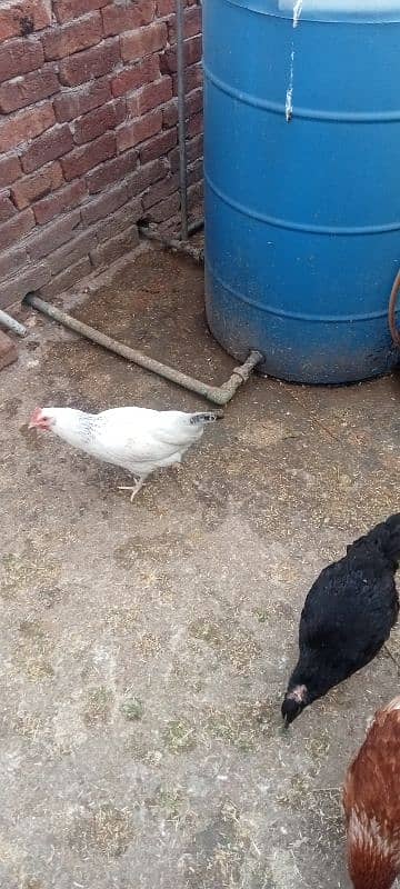 HEN setup for sale 9