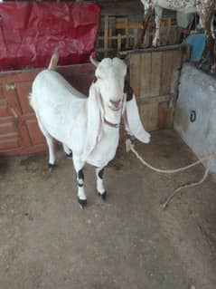 female goat