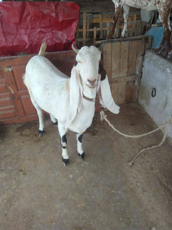 female goat 0