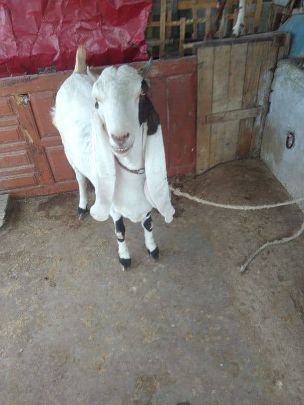 female goat 1