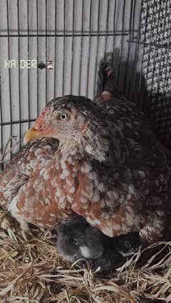 Two aseel hens with 4 golden buff chciks for sale