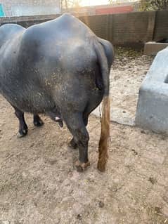 Ma Sha Allah Teyaar Buffalo For sale