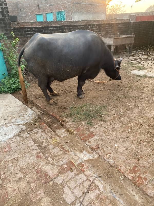 Ma Sha Allah Teyaar Buffalo For sale 1