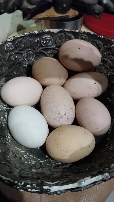 egg laying hens for sale 8