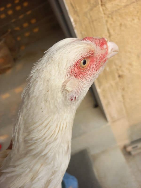 Heera pure white nok white nalli white eyes 0