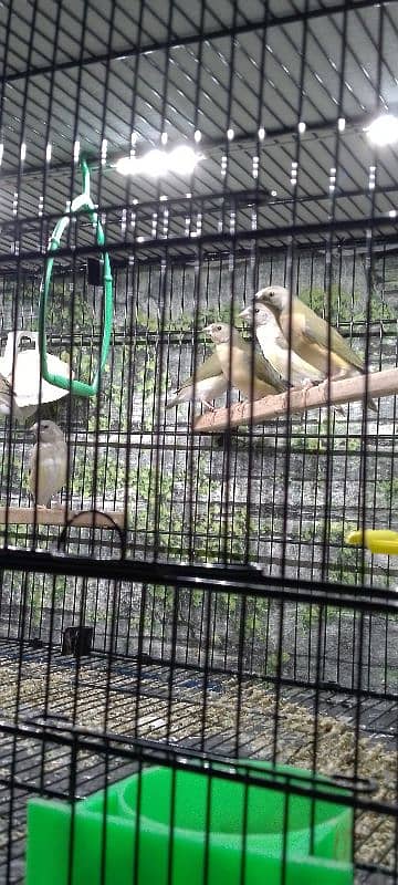 Lady Gouldian only Chicks Available. 3