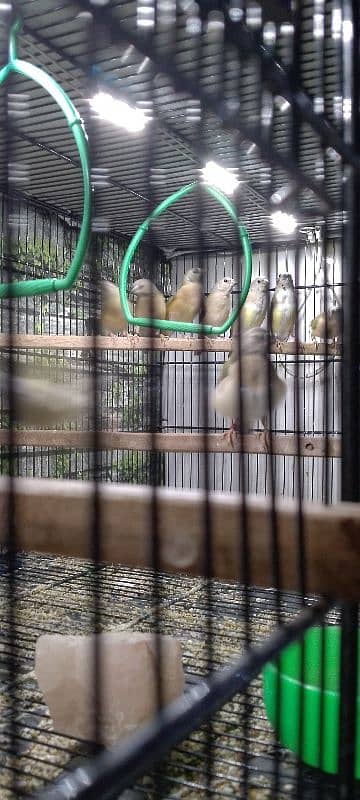 Lady Gouldian only Chicks Available. 7