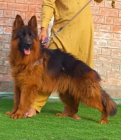 German shepherd propar long coat male 8 month age for sale