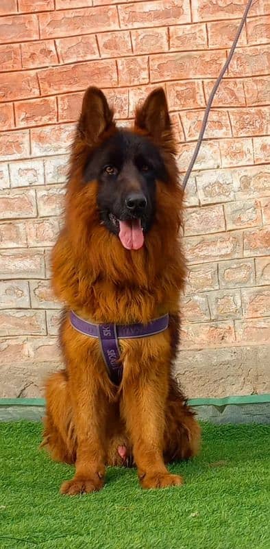 German shepherd propar long coat male 8 month age for sale 1