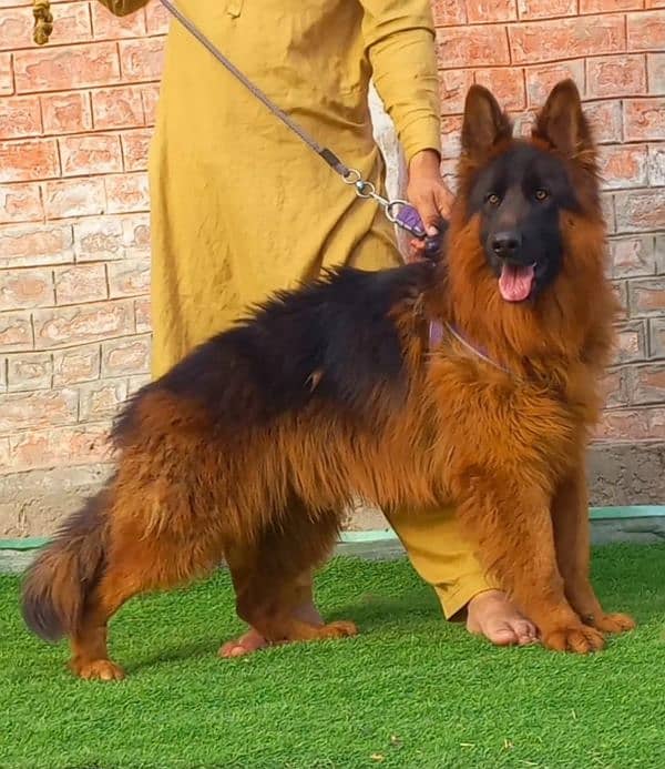 German shepherd propar long coat male 8 month age for sale 2