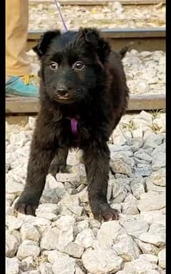 German Shepherd double coat male for sale