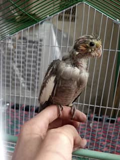 hand tame cocktail chick with cage