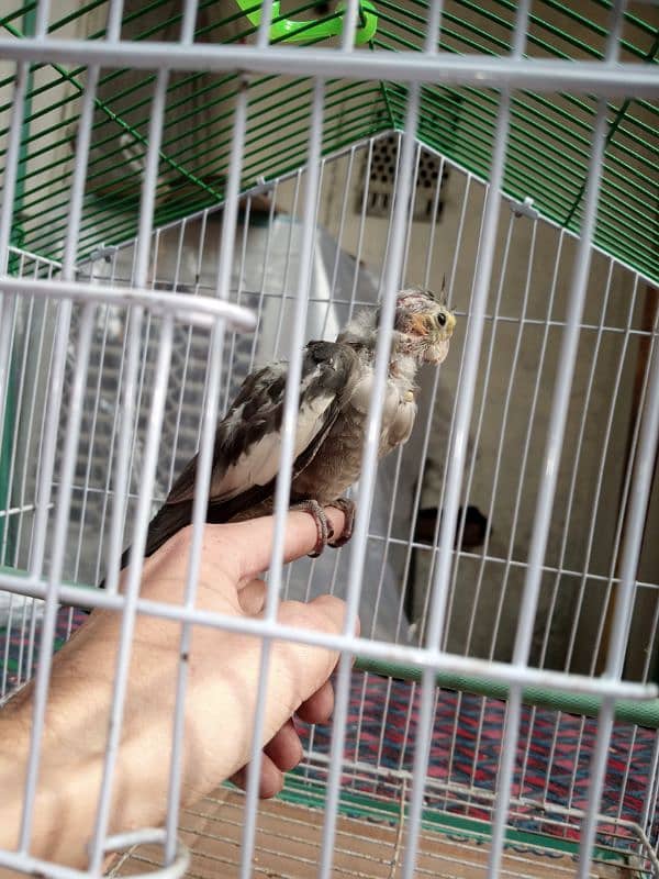 hand tame cocktail chick with cage 3