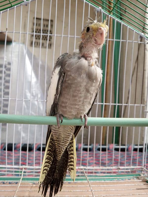 hand tame cocktail chick with cage 6