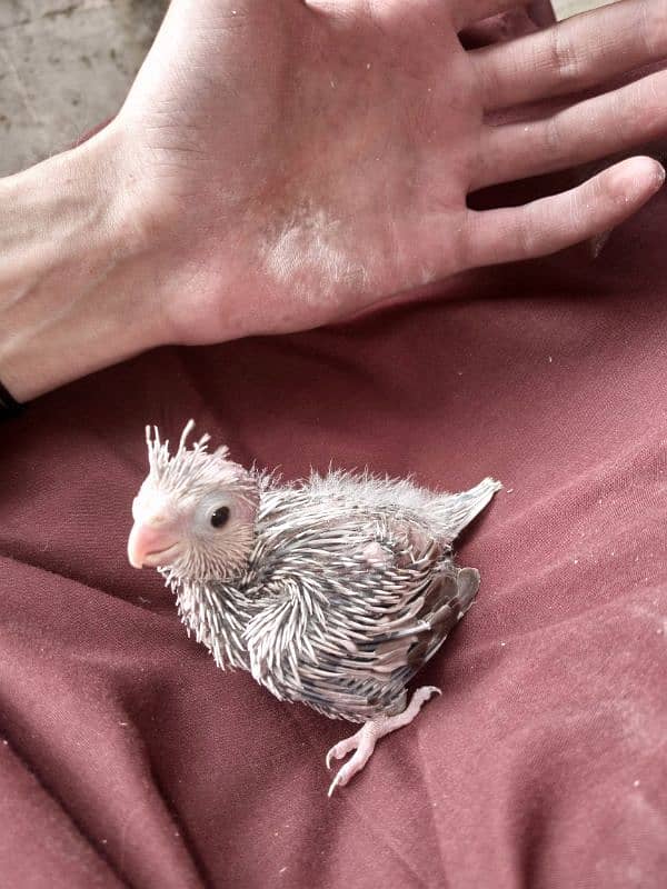 hand tame cocktail chick with cage 10