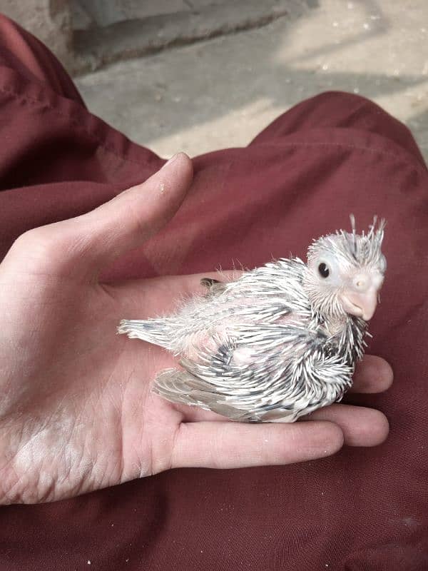 hand tame cocktail chick with cage 11