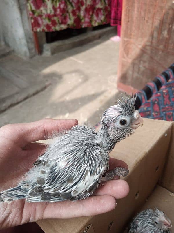 hand tame cocktail chick with cage 13