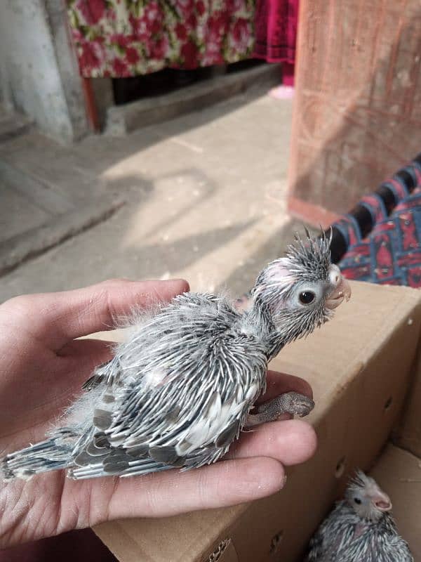 hand tame cocktail chick with cage 14