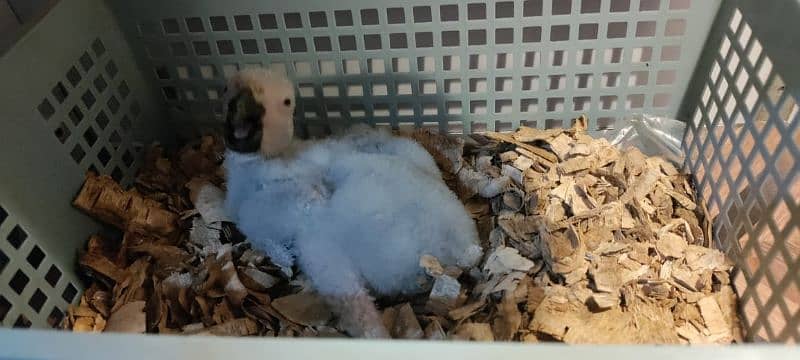 gray parrot chick 0