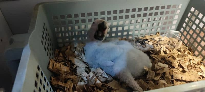 gray parrot chick 1