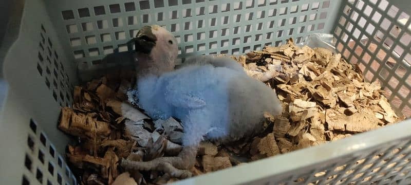 gray parrot chick 2