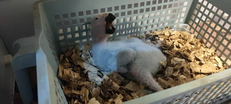 gray parrot chick 3