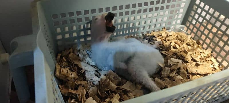 gray parrot chick 4