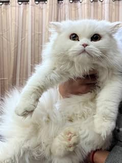 Persian cats adults for sale