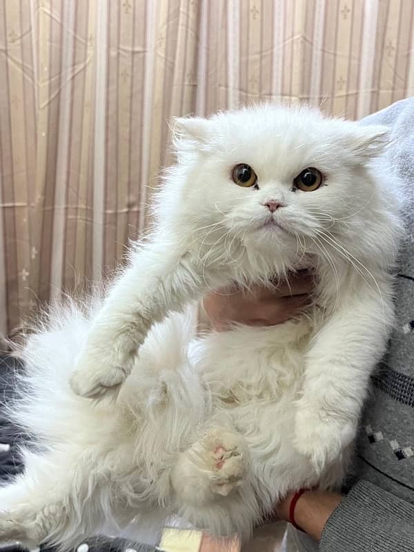 Persian cats adults for sale 1