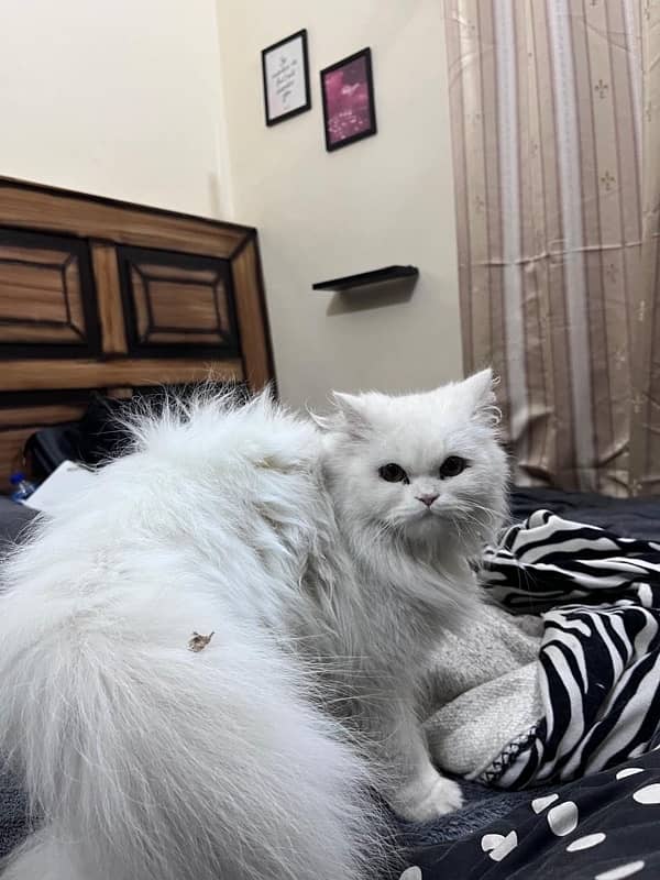 Persian cats adults for sale 2