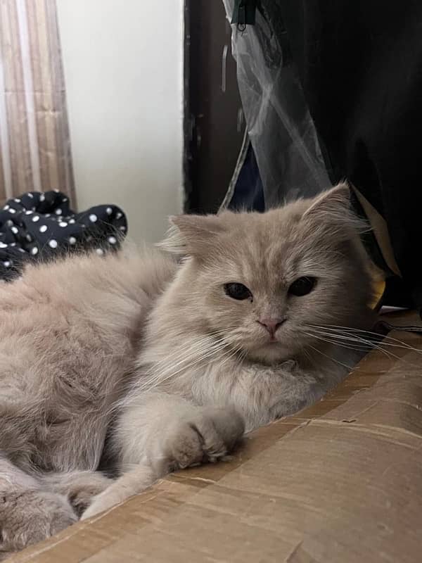 Persian cats adults for sale 3