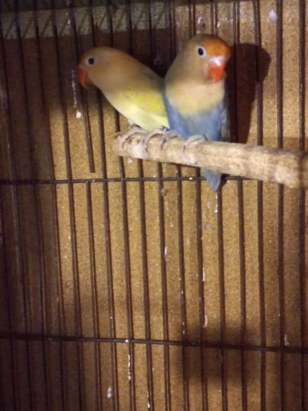 Decino Male x Parblue voilet/opaline female 2