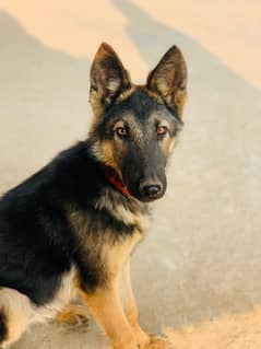 Al seshion male dog