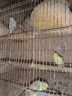 Simple budgies for sale 600 per pair