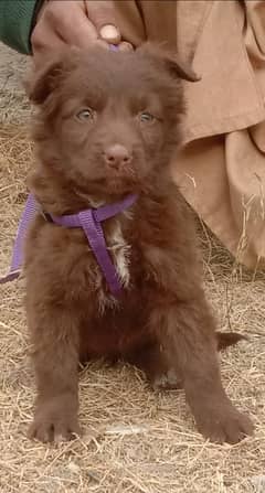 chocolate German Shepherd  female for sale