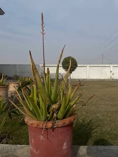 Aleo vera Plant