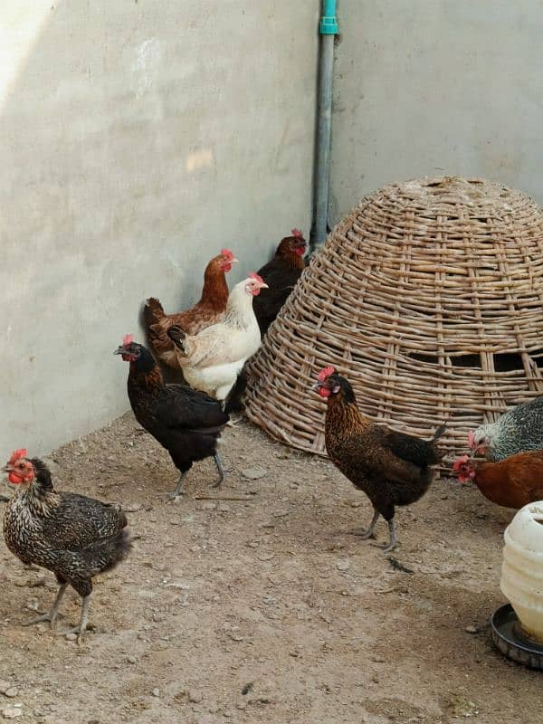 hens for sale 5