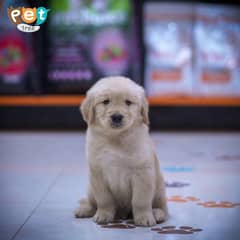 Golden Retriever Puppies High Quality